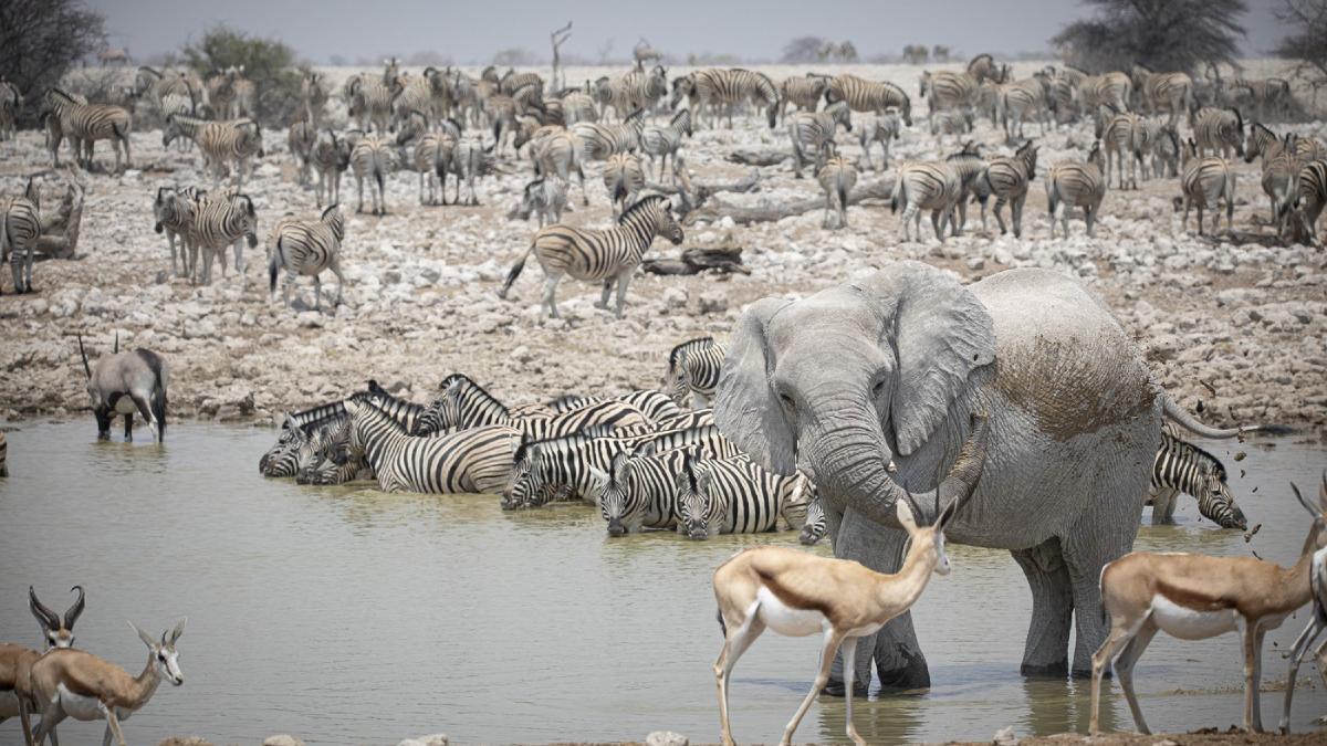 animale salbatice namibia zebre elefanti antilope