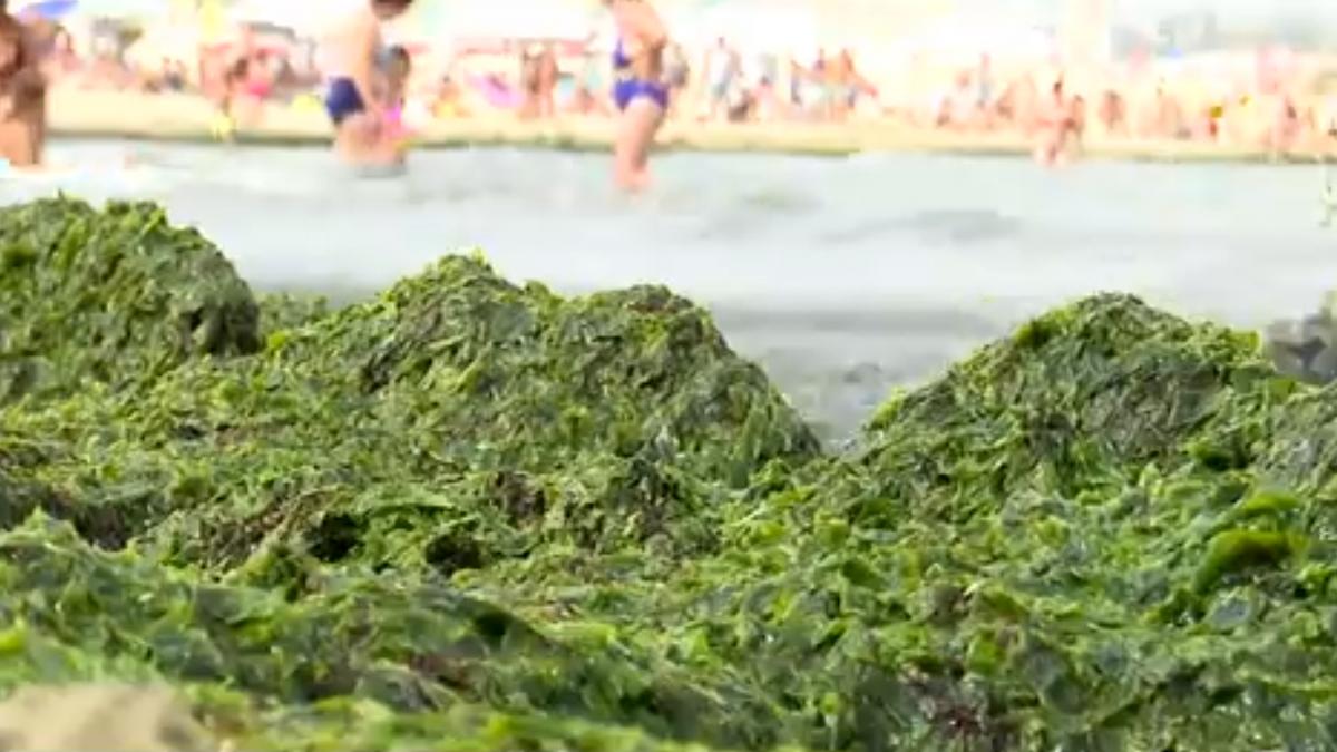 plajele au devenit verzi pe litoral din cauza algelor ai senzatia ca te trag de picioare si trebuie sa scapi de ele