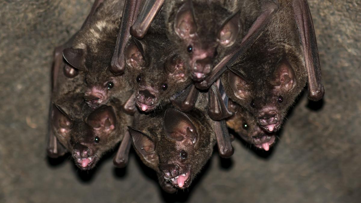 video invazie de lilieci la sectia de cardiologie a spitalului sf spiridon din iasi isu am prins 200 de mamifere