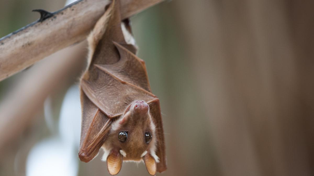 disparitia liliecilor din cauza unei ciuperci letale a dus la moartea a 1 300 de copii in sua arata un nou studiu