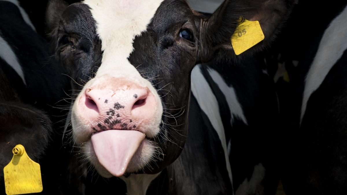 europenii vor fi nevoiti sa consume mai putina carne in viitor un nou raport evidentiaza riscurile stilului de viata actual