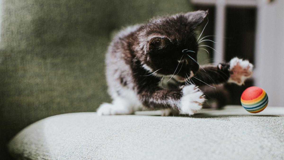 peste 40 dintre pisicile de companie prind mingea si o aduc inapoi asemeni cainilor care sunt rasele cele mai predispuse la joaca