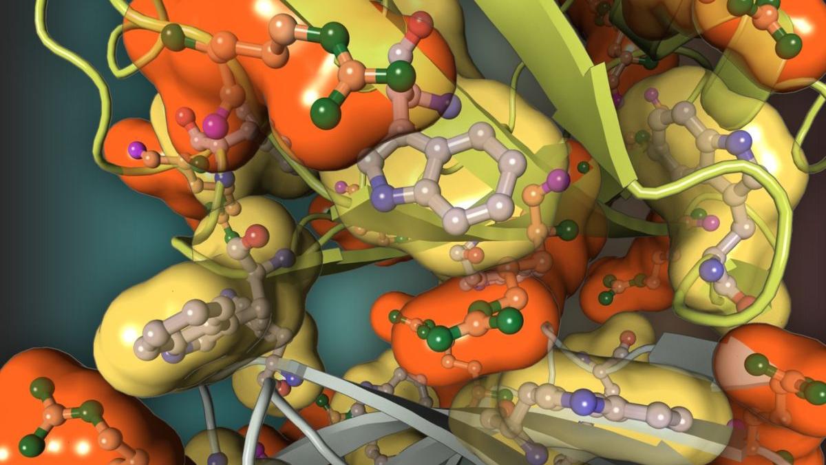 o proteina care ne ajuta sa traim mai mult a fost descoperita de oamenii de stiinta putem face noi medicamente