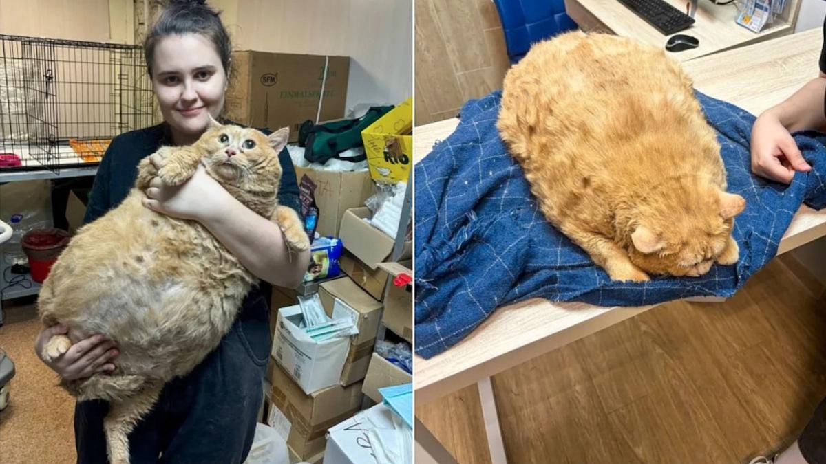o pisica de 17 kilograme care nici macar nu mai putea merge a fost gasita in rusia a fost pusa la dieta si la exercitii fizice
