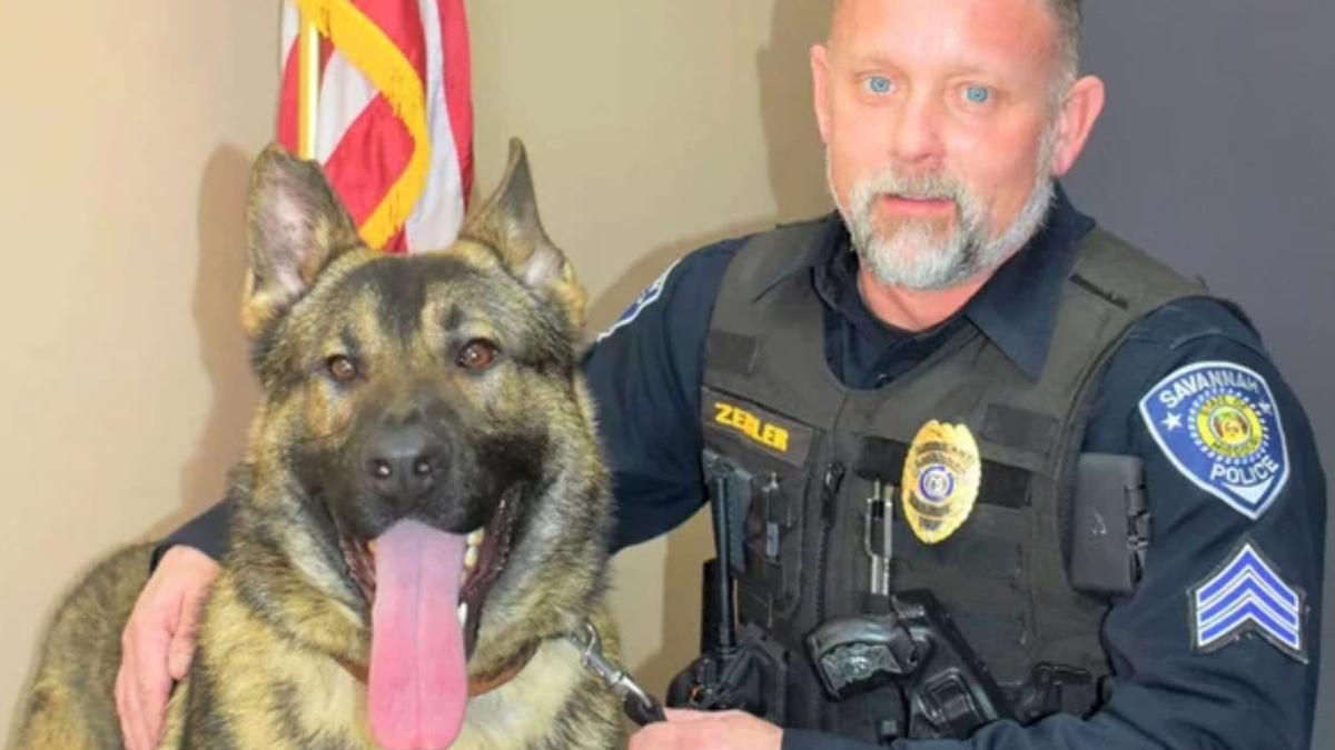 un caine politist a murit din cauza caldurii dupa ce a fost lasat in autospeciala de politie de stapanul sau