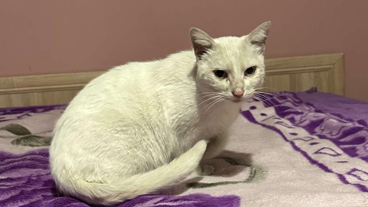 povestea pisicii maya pierduta acum 5 ani si gasita de stapana dupa o postare pe facebook miracolele exista