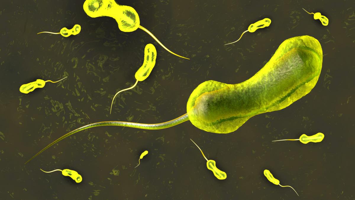 holera la granitele romaniei a fost inregistrat primul caz de infectare dupa mai mult de 100 de ani