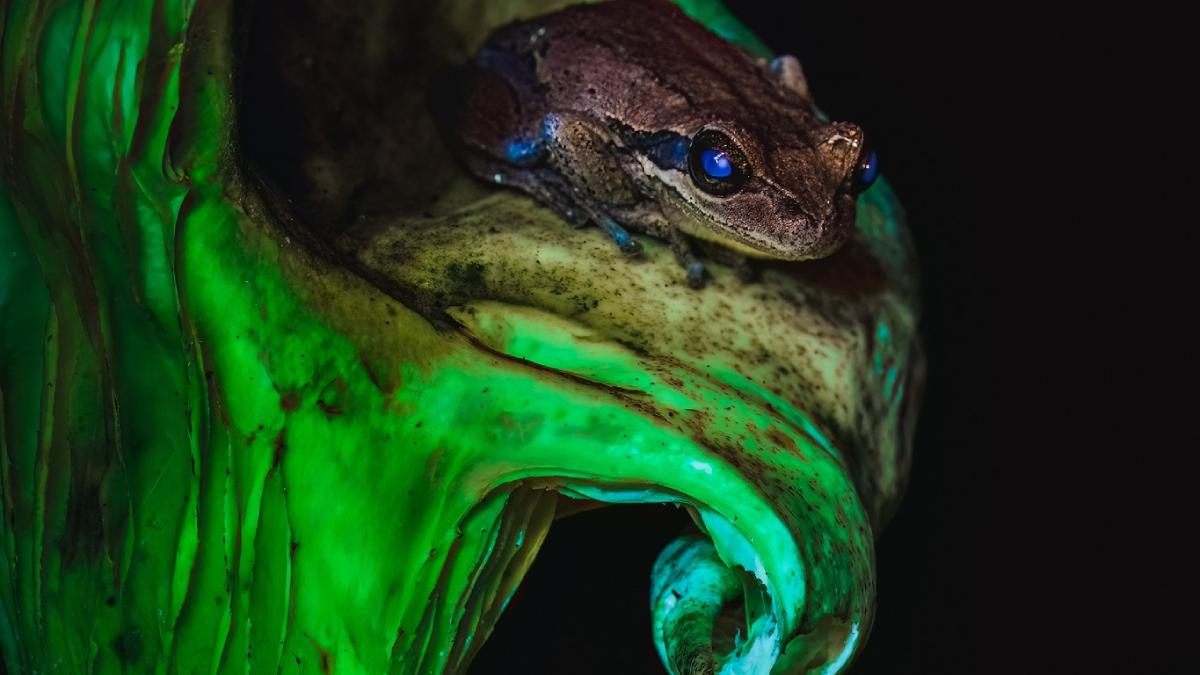 absolut magic un duo luminos rar cu o broasca de copac si o ciuperca fantoma surprinse de un fotograf intr o padure de pini