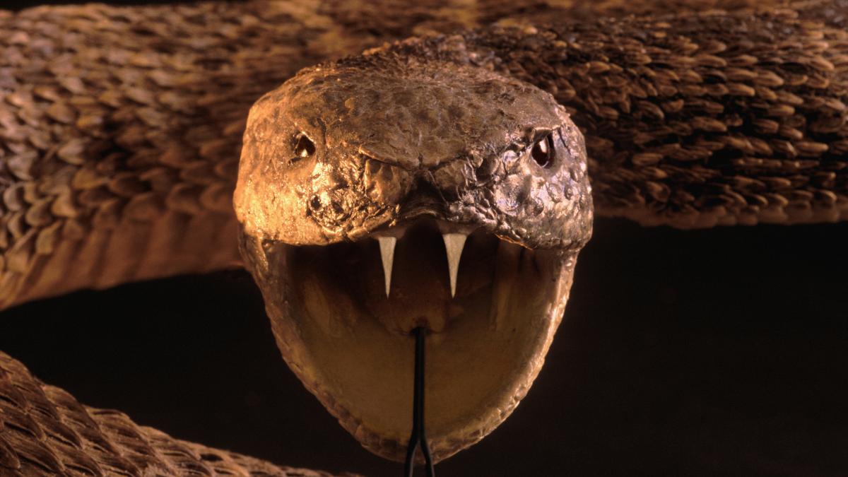 la fiecare 4 minute un om moare din cauza muscaturilor de sarpe avertismenul oms