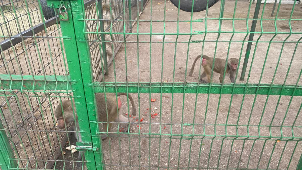 au gasit doar un erete cazuse din pom si l am salvat ca l mancau pisicile declaratii halucinante in fata portii lui nutu camataru