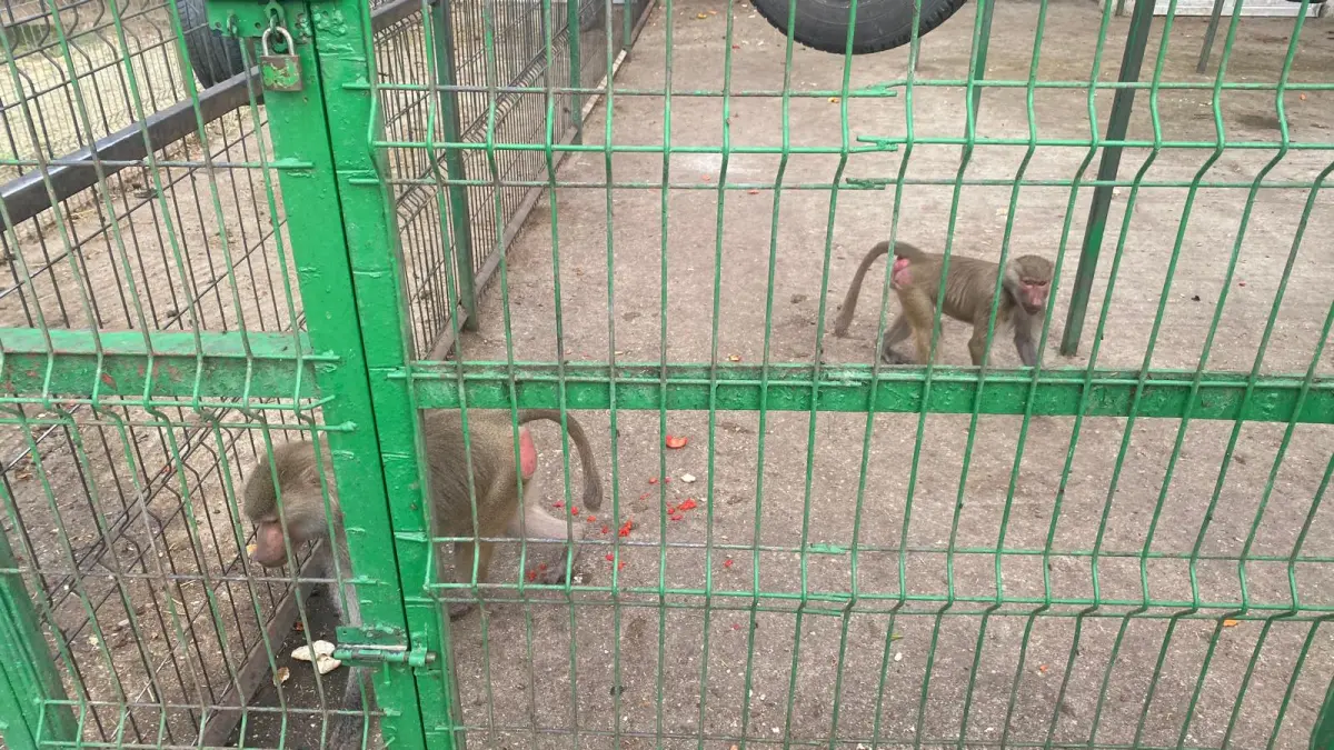 au gasit doar un erete cazuse din pom si l am salvat ca l mancau pisicile declaratii halucinante in fata portii lui nutu camataru