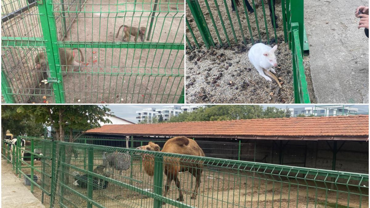 politistii s au dus la nutu camataru sa caute un cal furat si au gasit camile un cangur alb si maimute