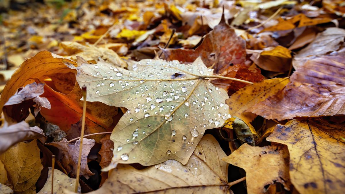 final de septembrie cu temperaturi ridicate unde va ploua mai mult si cand vine frigul prognoza meteo pentru urmatoarele 4 saptamani