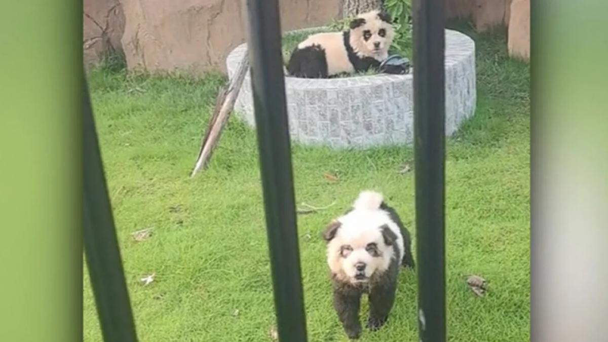 oamenii au fost extaziati cand au vazut la un zoo din china doi pui de panda apoi acestia au inceput sa latre