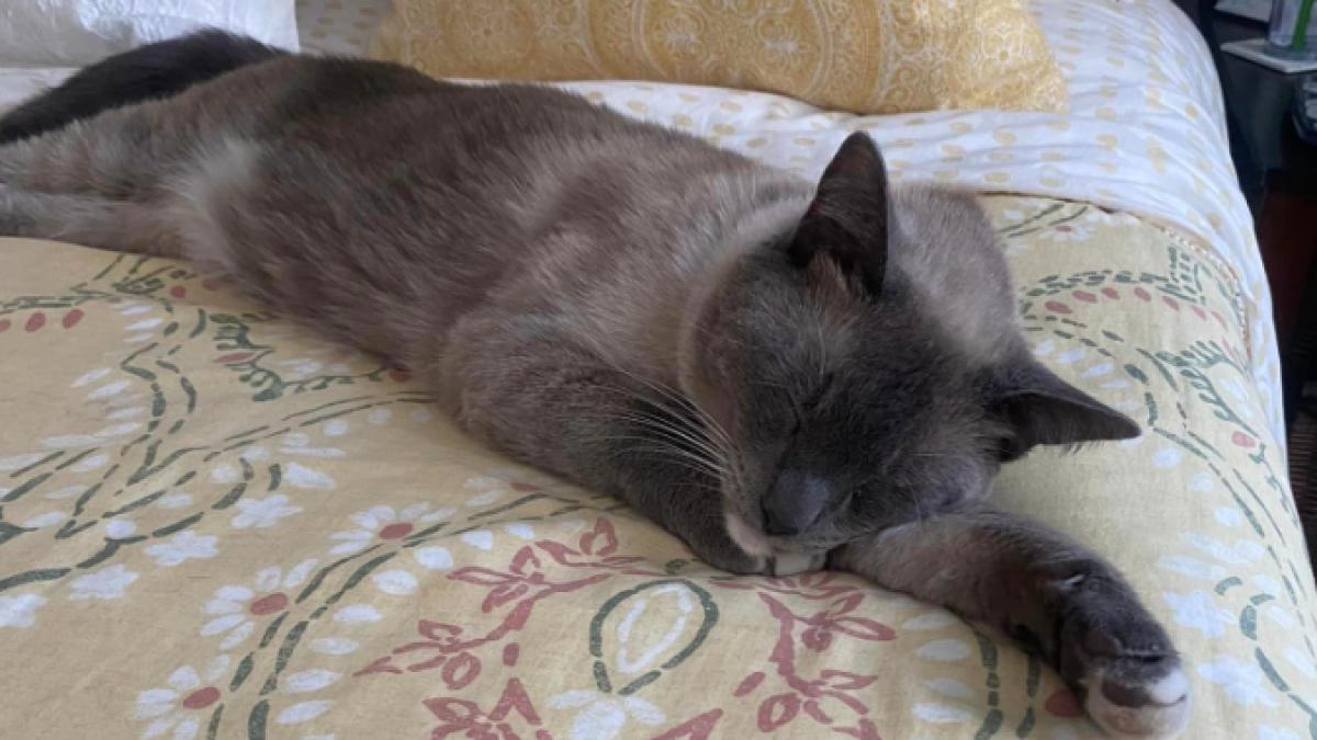 emotionanta poveste a lui rayne beau pisica pierduta in yellowstone a mers aproape 1 300 de km si acum a ajuns acasa