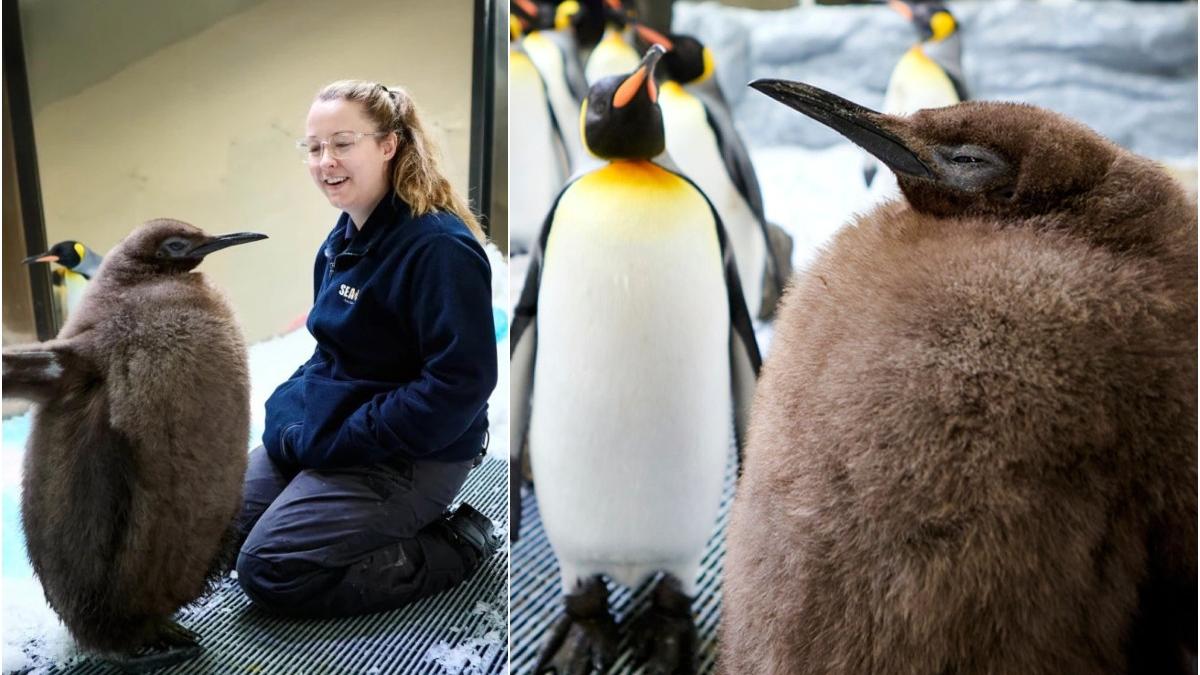 pesto puiul de pinguin imperial celebru pe tiktok la doar 9 luni cantareste la fel de mult ca ambii sai parinti la un loc
