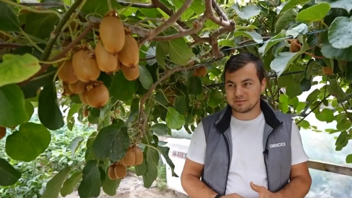 un botosanean care a pus cateva seminte de kiwi intr un ghiveci acum sase ani are acum un paradis exotic care i a schimbat viata