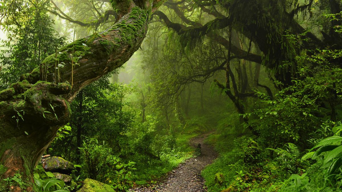 descoperire impresionanta din urma cu 30 de milioane de ani pareau ca au fost ingropate doar cu o zi inainte
