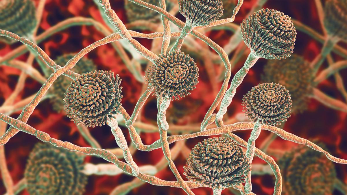 infectiile fungice mortale provoaca o pandemie tacuta semnal de alarma al cercetatorilor trebuie privit dincolo de bacterii
