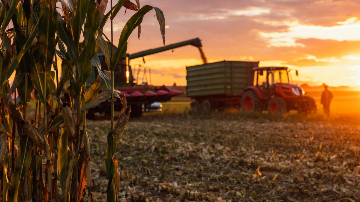 o femeie a murit calcata de tractor pe un camp soferul si a dat seama ca ceva e in neregula cand utilajul a inceput sa mearga greu o femeie a murit calcata de tractor pe un camp soferul si a dat seama ca ceva e in neregula cand utilajul a inceput sa mearga greu