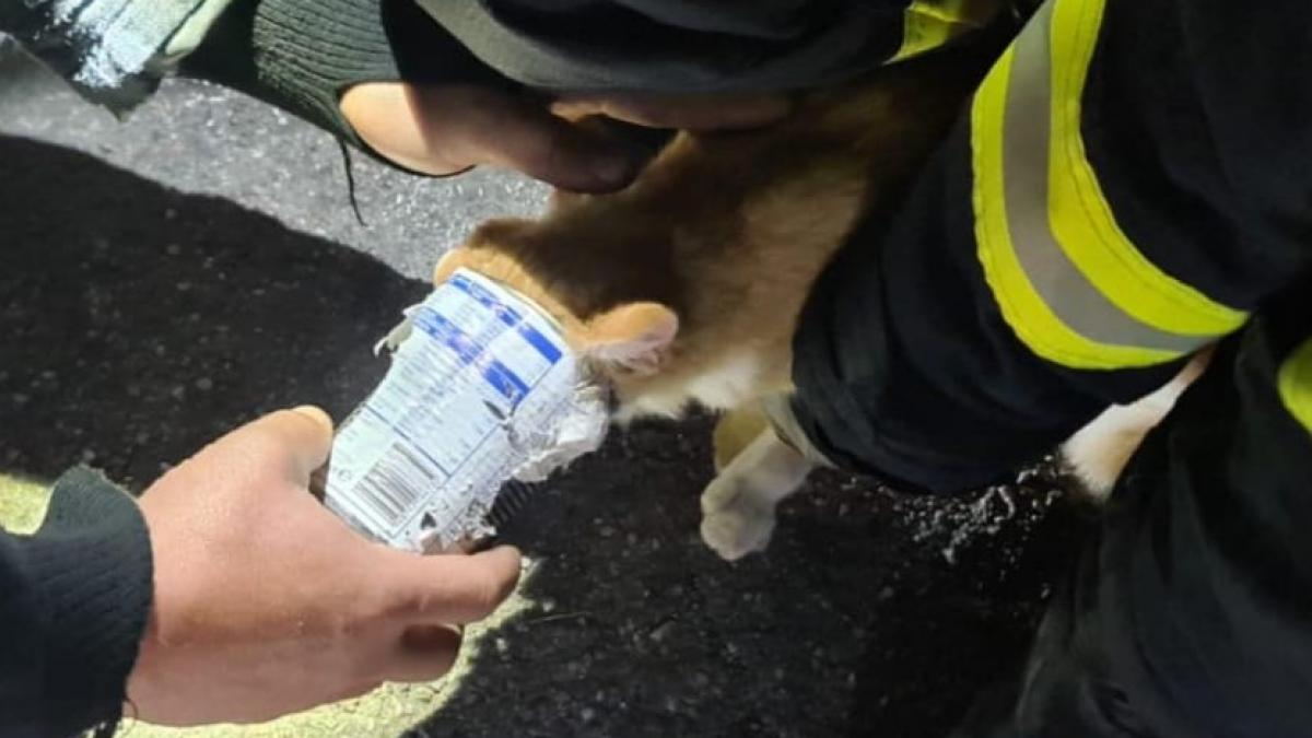 o pisica flamanda a ramas cu capul blocat intr o conserva gasita pe strada in botosani oamenii au sunat la 112