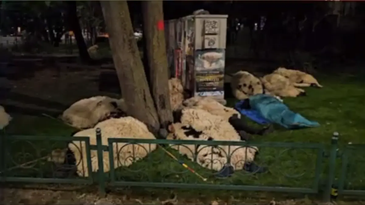 ciobanii care au protestat la guvern au dormit noaptea in piata victoriei intinsi pe cojoace spun ca nu pleaca pana nu sunt ascultati