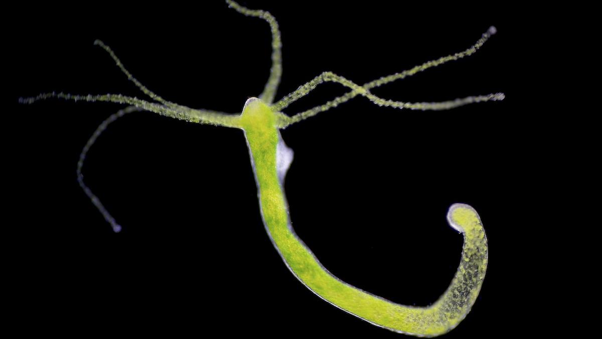 creatura nemuritoare care produce o forma transmisibila de cancer dezvaluirea uimitoare facuta de cercetatori