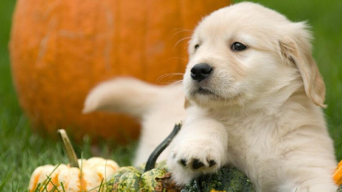 alimentatia cainilor junior 5 sfaturi pentru o dieta echilibrata si sanatoasa