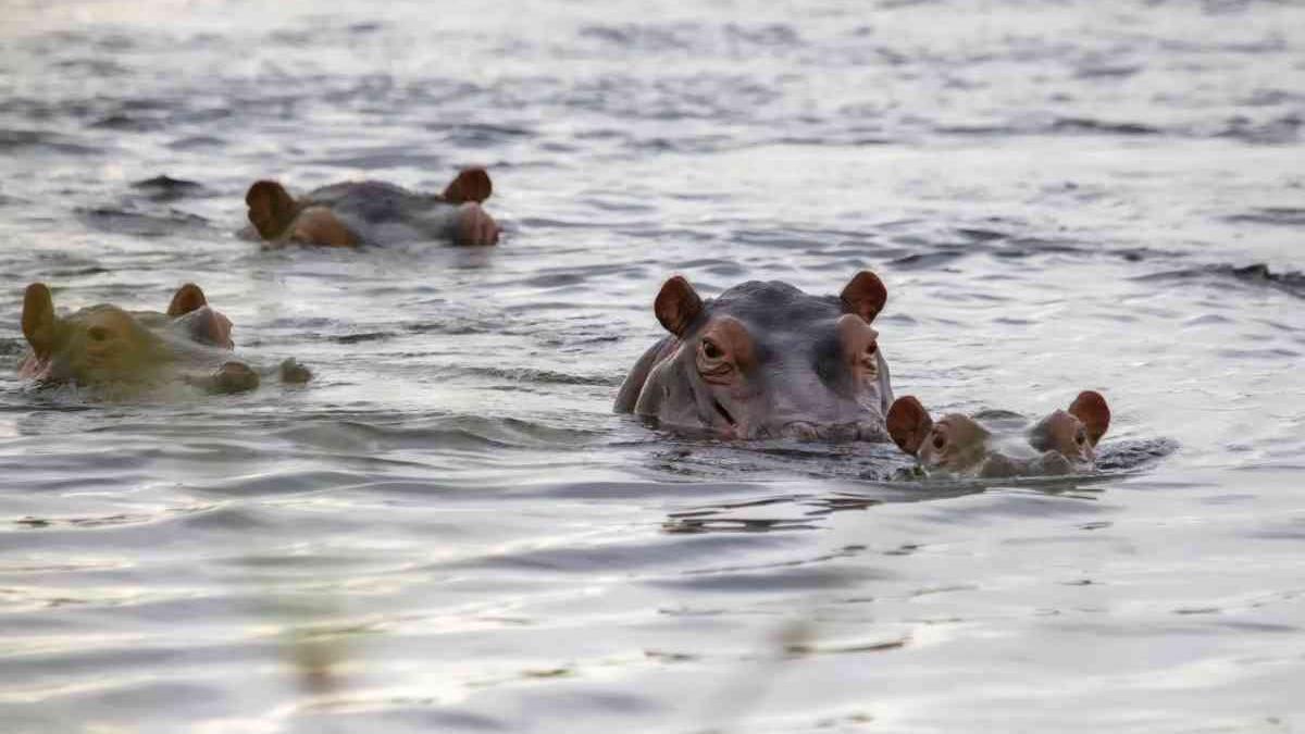 cea mai grava seceta din ultimii 100 de ani in namibia 5 hipopotami ramasi blocati in noroi au murit