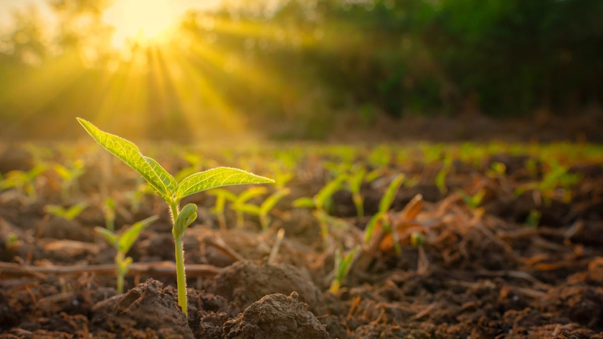 israelul a descifrat secretele fotosintezei o noua cale spre recolte agricole mai eficiente si rezistente la conditiile de mediu