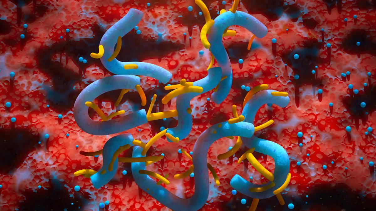 epidemie de febra hemoragica marburg o tara a pus restrictii pe inmormantari din cauza bolii extrem de contagioase