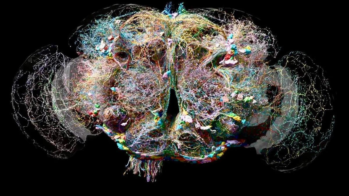 descoperirea care poate transforma neurostiinta cum arata cea mai detaliata harta a creierului unui animal adult realizata vreodata