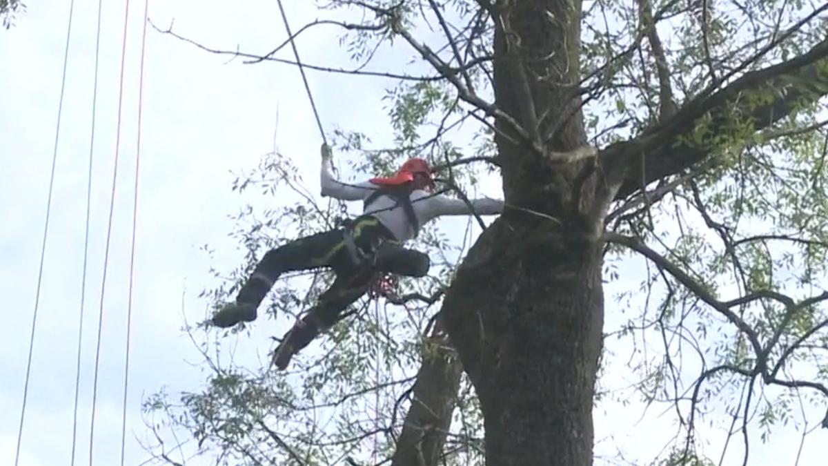 orasul din romania unde chirurgii copacilor si au obtinut in premiera atestatele este o meserie cautata bine platita