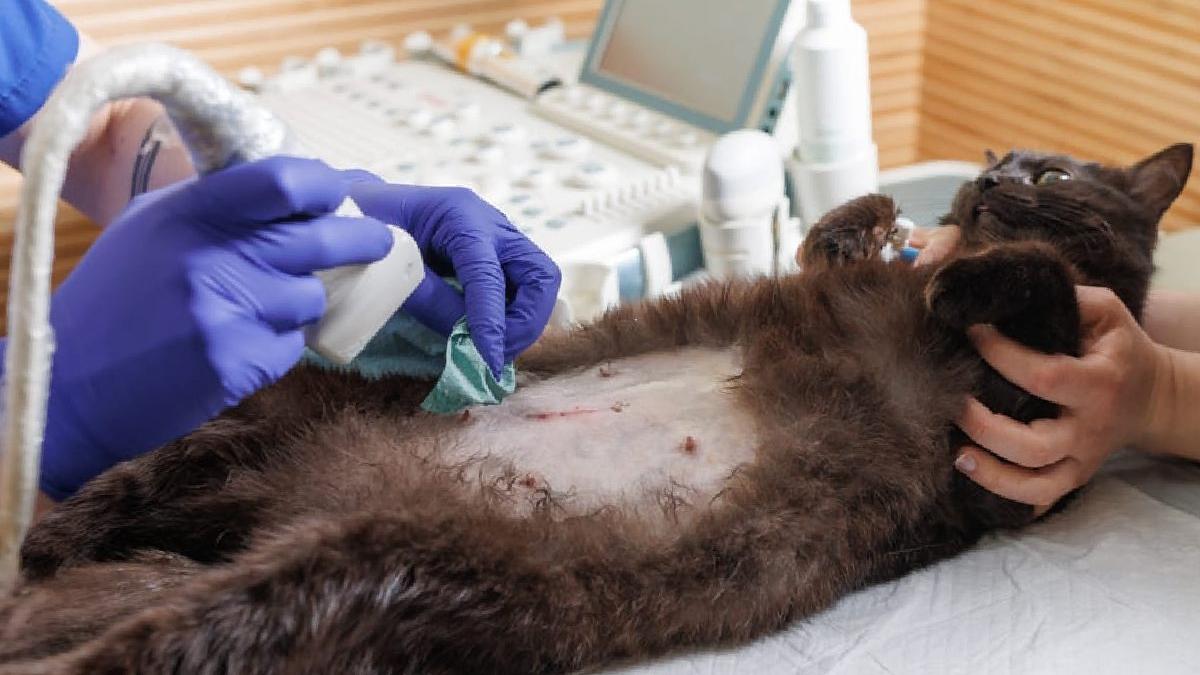 importanta ecografiei veterinare in diagnosticarea afectiunilor animalelor de companie