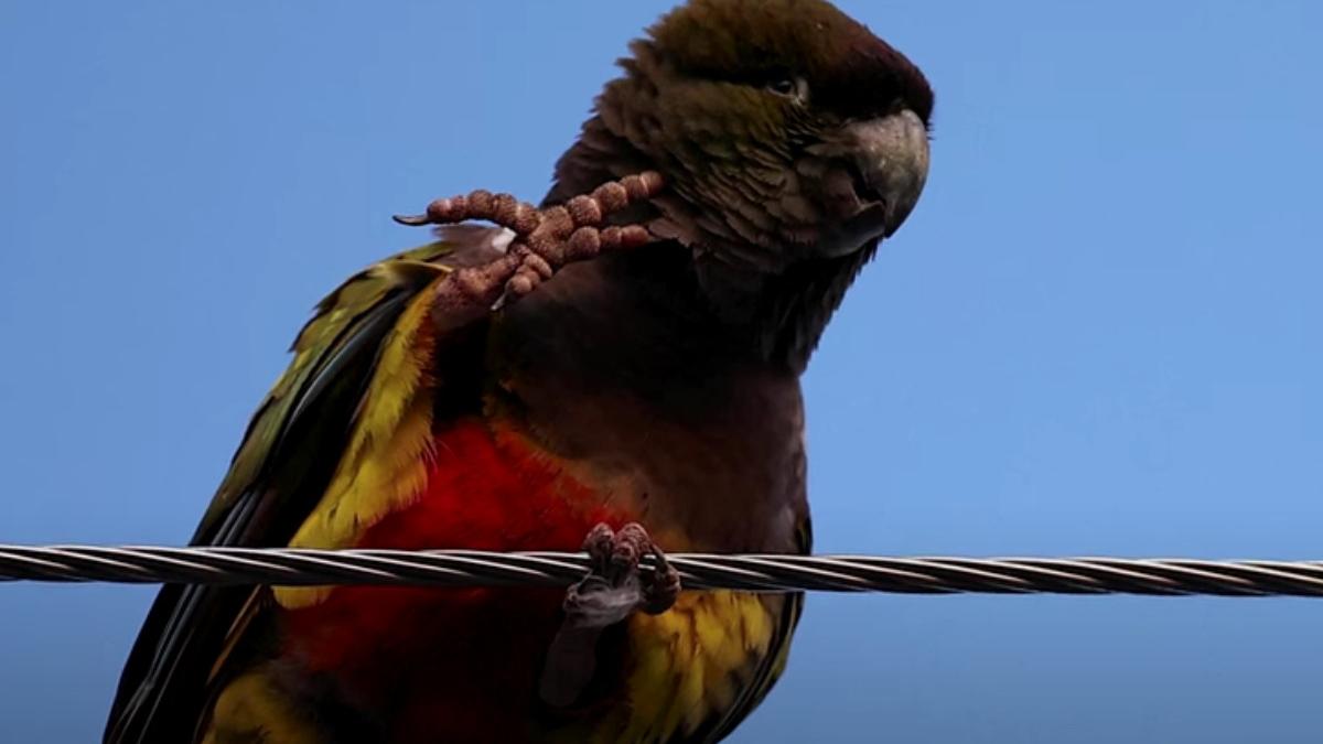 sute de papagali au invadat un oras din argentina localnicii simt ca traiesc o versiune moderna din pasarile lui hitchcock