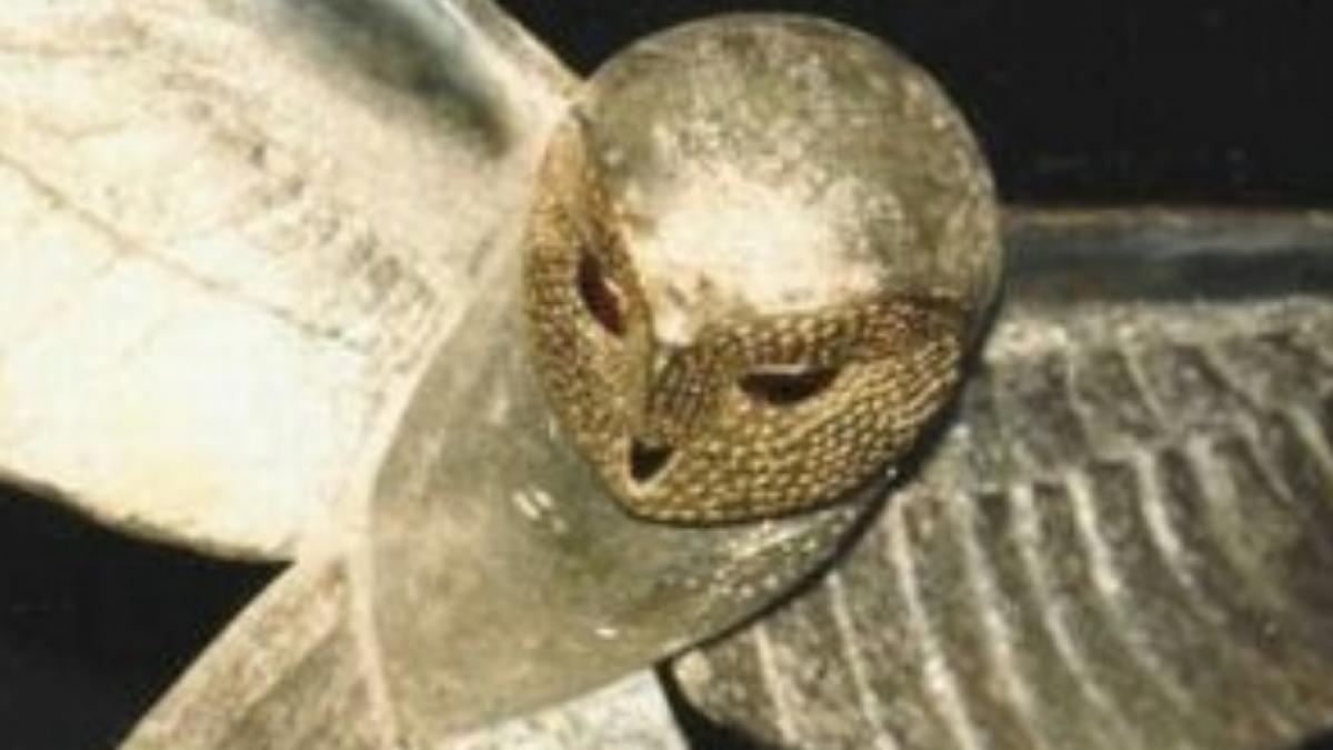 cea mai lunga vanatoare de comori din lume s a terminat bufnita de aur a fost gasita dupa 31 de ani