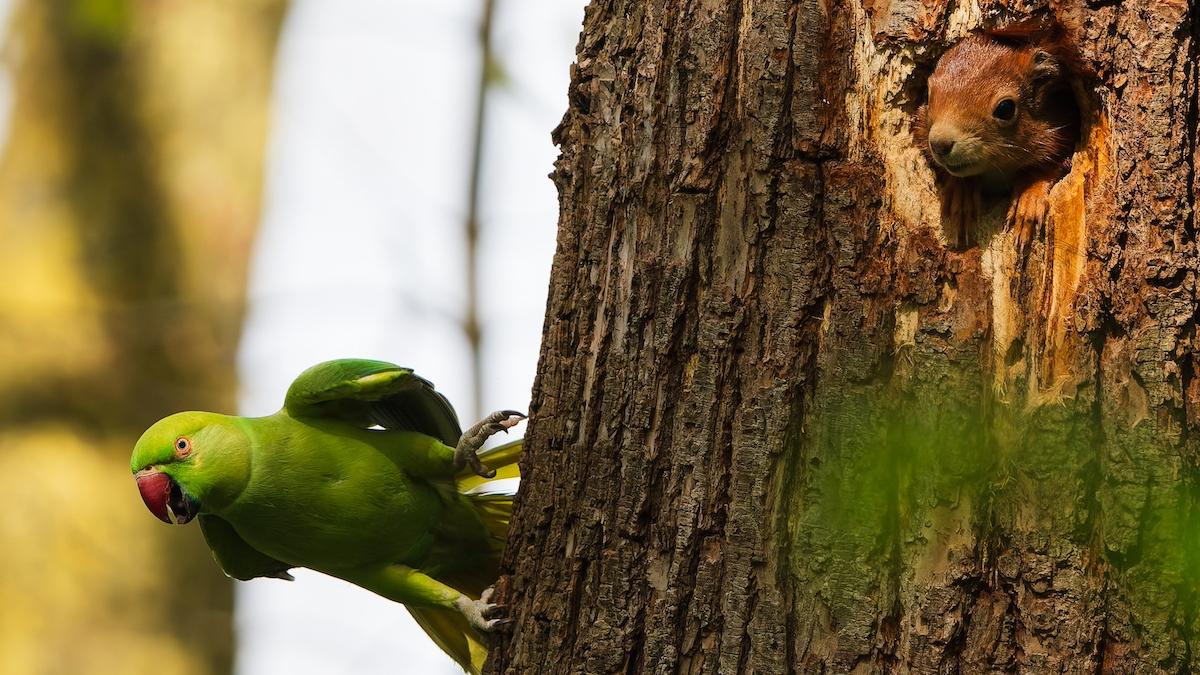 filmul pasarile devenit real in argentina zeci de mii de papagali si au dezlantuit furia si au atacat orasul