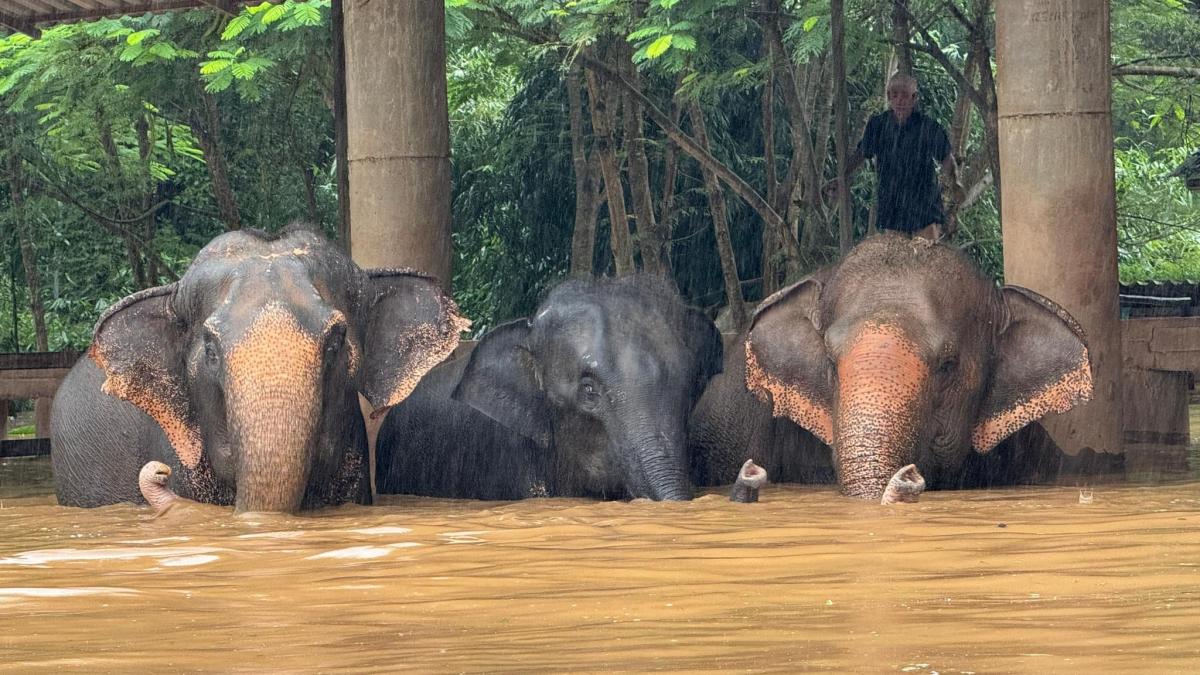 imagini dramatice cu elefanti care se salveaza din inundatiile care au devastat un parc natural din thailanda