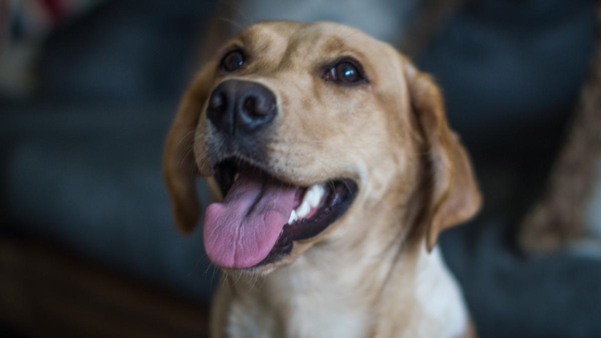 cercetatorii din chille au produs un vaccin pentru sterilizarea reversibila a cainilor ce beneficii are si cat costa