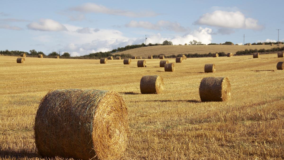 a folosit sisteme gps in balotii de fan astfel un fermier a prins hotii in italia