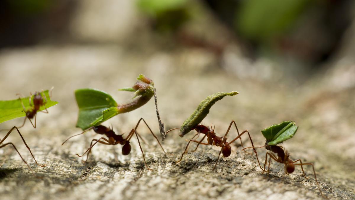 cand un asteroid masiv a lovit pamantul acum 66 de milioane de ani si dinozaurii au disparut furnicile au inceput sa cultive ciuperci