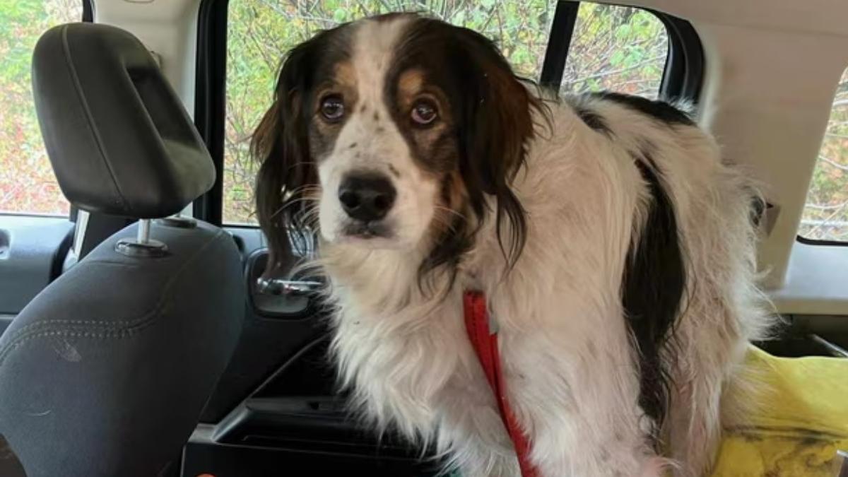 cum a reusit cainele gita sa isi salveze stapanul de 84 de ani care s a ranit la picior