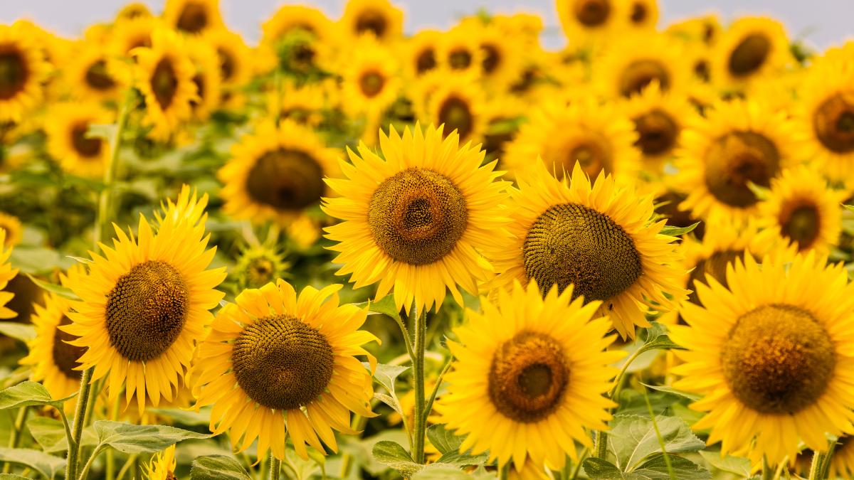 egiptul vrea expertiza romaniei in agricultura moderna si tehnologia hibrizilor de floarea soarelui