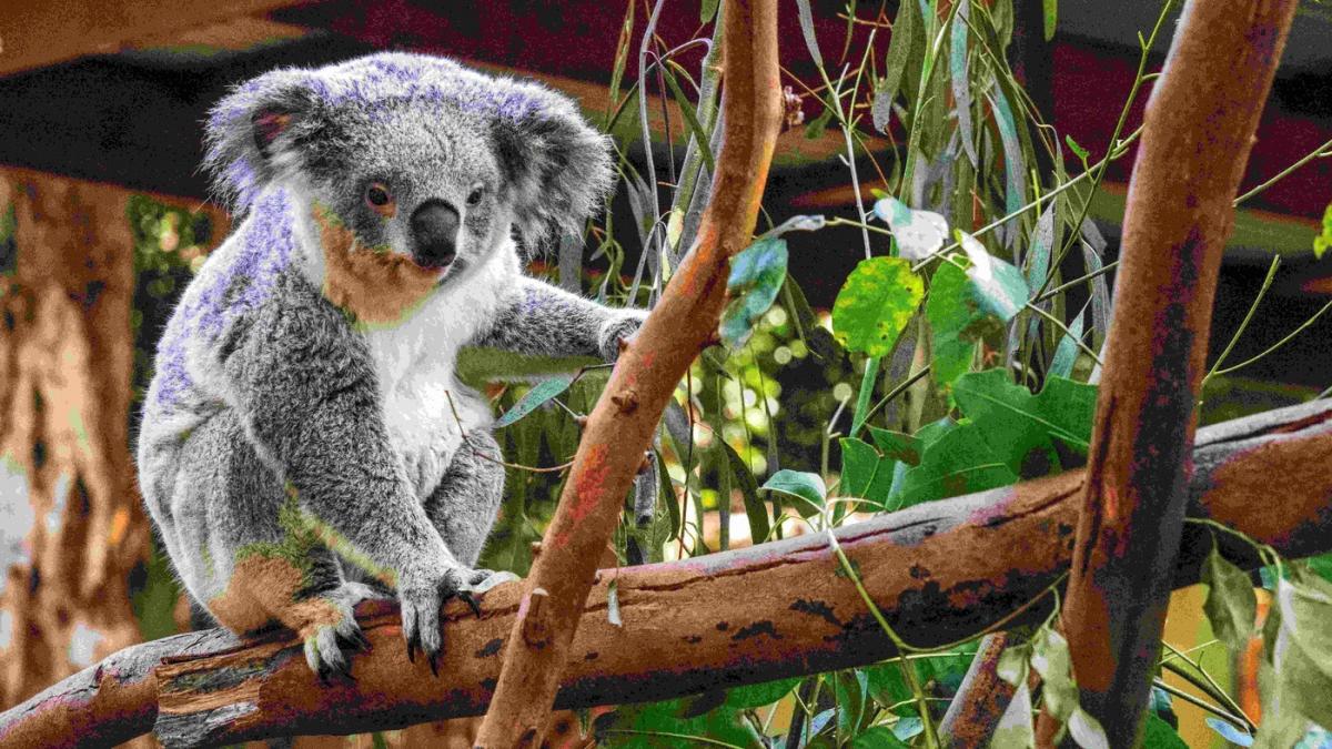 un koala care se plimba intr o gara din australia a iscat o mobilizare generala trenurile au fost avertizate sa circule incet in zona