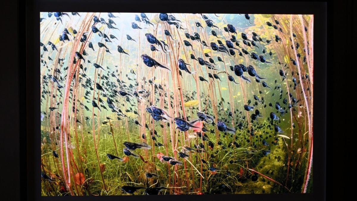 cele mai frumoase fotografii de natura salbatica in 2024 ce reprezinta imaginea castigatoare si unde a fost realizata