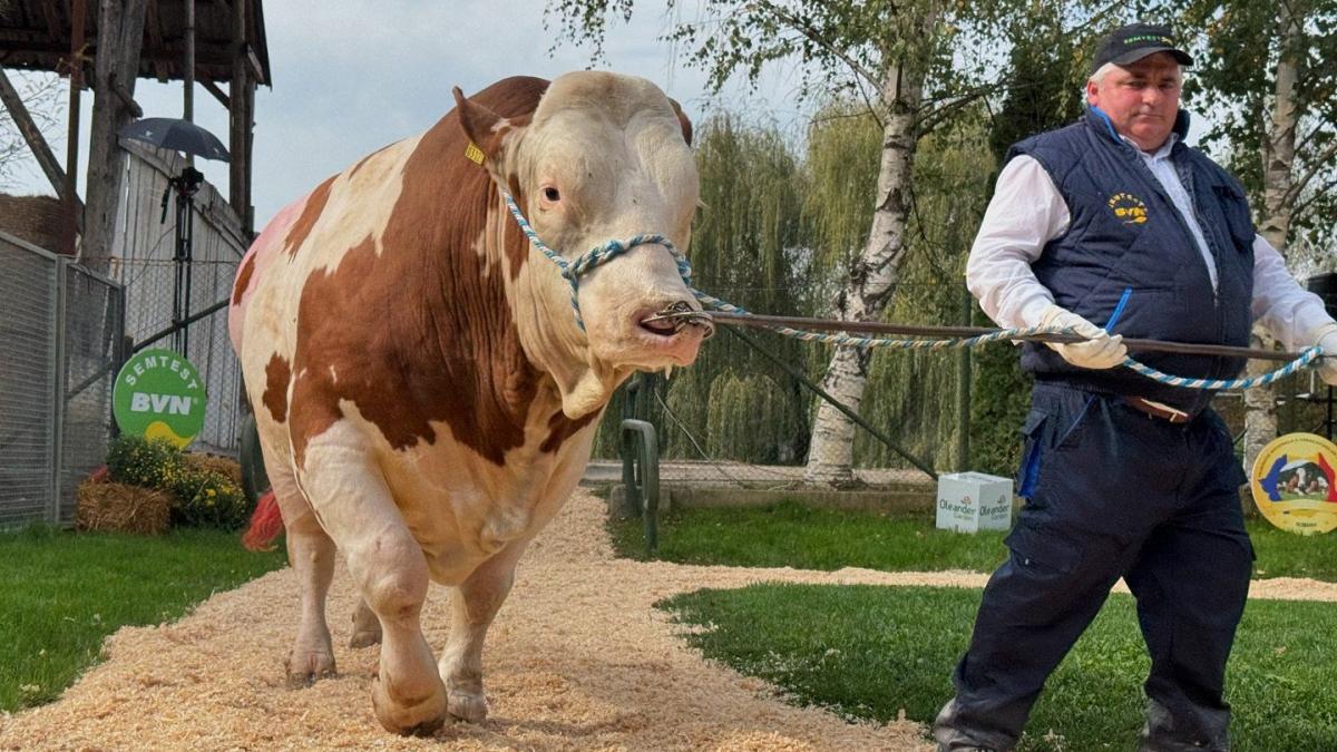cel mai scump taur din romania costa cat un tractor imagini de la parada din mures am vazut in ring tauri din top 10 mondial
