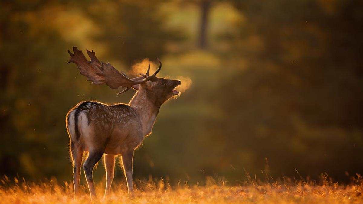 povestea fermei din alba unde cresc 100 de cerbi lopatari proprietarul a avut ideea dupa o experienta traita acum sapte ani