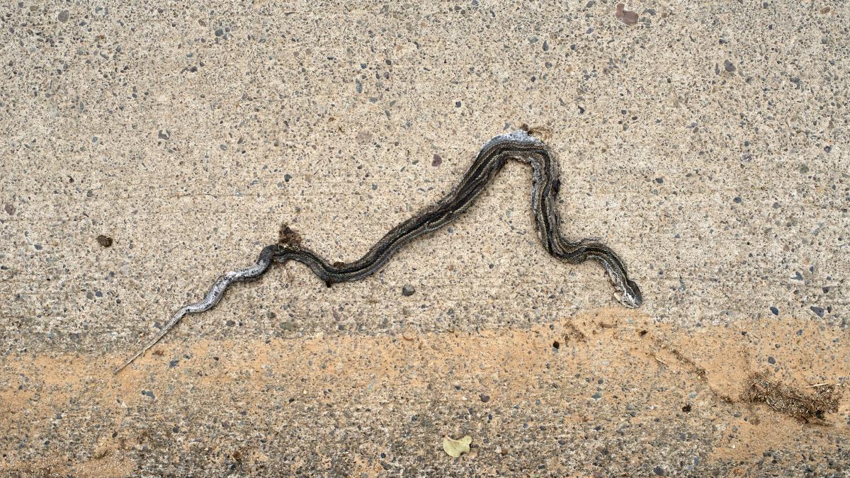 alerta maxima la roma din cauza serpilor multi italieni ii cumpara ca animale de companie dar cand cresc ii abandoneaza