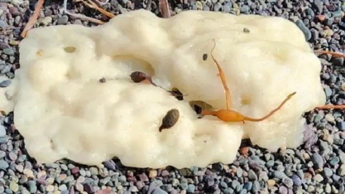 formatiuni albe ciudate cu un aspect straniu au aparut pe plajele din canada cercetatorii cauta explicatii