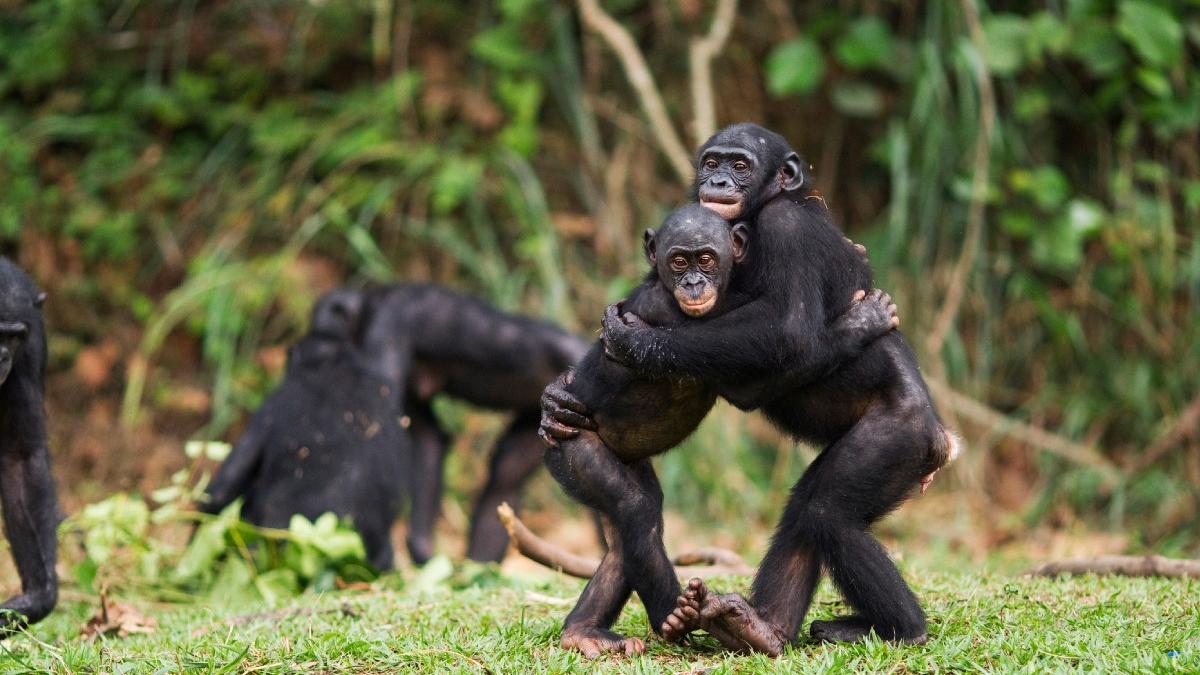 opt maimute au fost gasite moarte intr o gradina zoologica din hong kong cauza decesului este inca necunoscuta